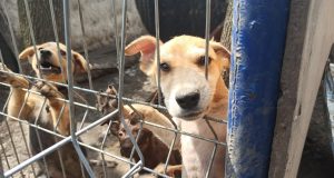 Imagine de la Azilul AOVA. Sursa: Pagina de Facebook „SCPA – Secția de Control și Protecția Animalelor, mun. Chișinău”